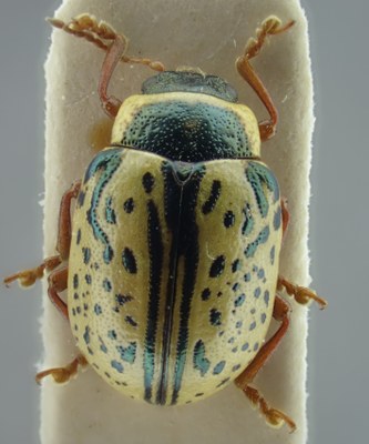 BE-RBINS-ENT Calligrapha_185 Calligrapha multipunctata Dorsal.jpg