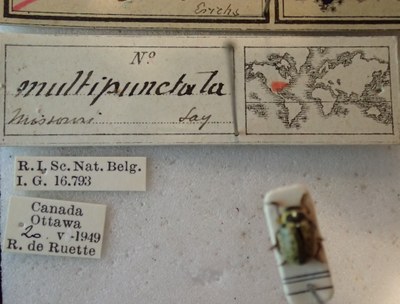 BE-RBINS-ENT Calligrapha_185 Calligrapha multipunctata Label.jpg BE-RBINS-ENT Calligrapha_185 Calligrapha multipunctata Label.jpg