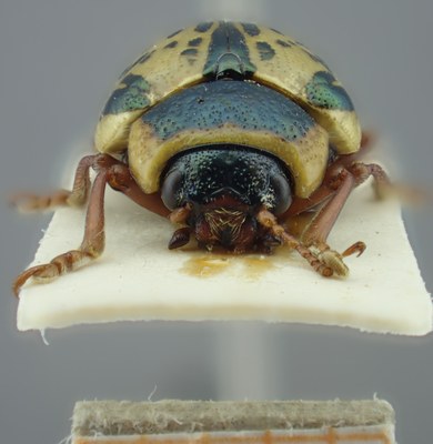 BE-RBINS-ENT Calligrapha_186 Calligrapha multipunctata Frontal.jpg BE-RBINS-ENT Calligrapha_186 Calligrapha multipunctata Frontal.jpg