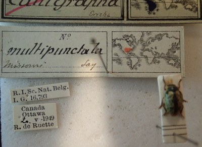 BE-RBINS-ENT Calligrapha_186 Calligrapha multipunctata Label.jpg BE-RBINS-ENT Calligrapha_186 Calligrapha multipunctata Label.jpg
