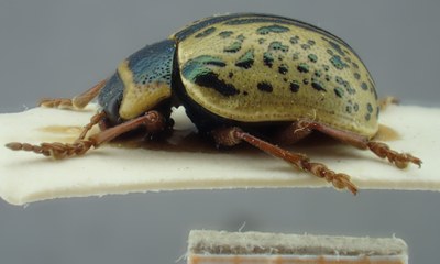 BE-RBINS-ENT Calligrapha_186 Calligrapha multipunctata Lateral.jpg BE-RBINS-ENT Calligrapha_186 Calligrapha multipunctata Lateral.jpg