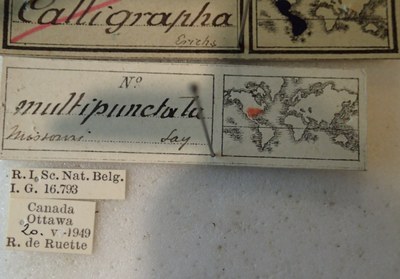 BE-RBINS-ENT Calligrapha_187 Calligrapha multipunctata Label.jpg BE-RBINS-ENT Calligrapha_187 Calligrapha multipunctata Label.jpg