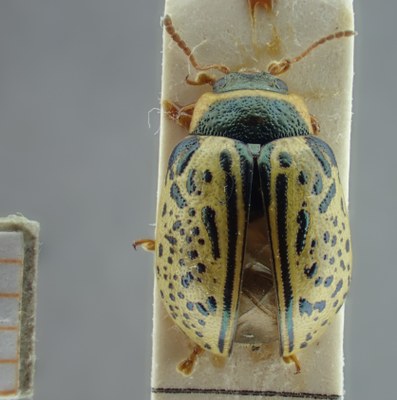 BE-RBINS-ENT Calligrapha_189 Calligrapha multipunctata Dorsal.jpg BE-RBINS-ENT Calligrapha_189 Calligrapha multipunctata Dorsal.jpg