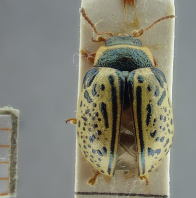 BE-RBINS-ENT Calligrapha_189 Calligrapha multipunctata Dorsal.jpg