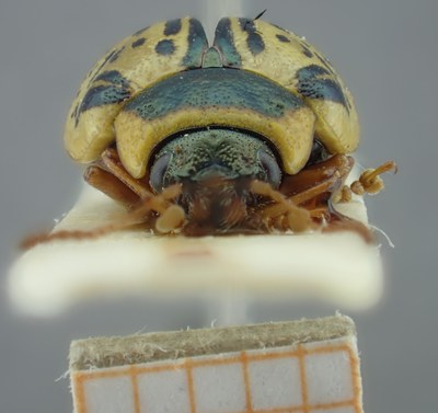 BE-RBINS-ENT Calligrapha_189 Calligrapha multipunctata Frontal.jpg BE-RBINS-ENT Calligrapha_189 Calligrapha multipunctata Frontal.jpg