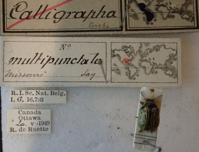 BE-RBINS-ENT Calligrapha_189 Calligrapha multipunctata Label.jpg BE-RBINS-ENT Calligrapha_189 Calligrapha multipunctata Label.jpg