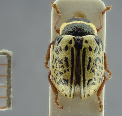 BE-RBINS-ENT Calligrapha_190 Calligrapha multipunctata Dorsal.jpg