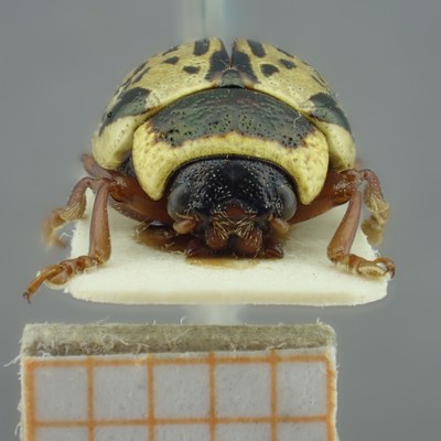 BE-RBINS-ENT Calligrapha_190 Calligrapha multipunctata Frontal.jpg BE-RBINS-ENT Calligrapha_190 Calligrapha multipunctata Frontal.jpg