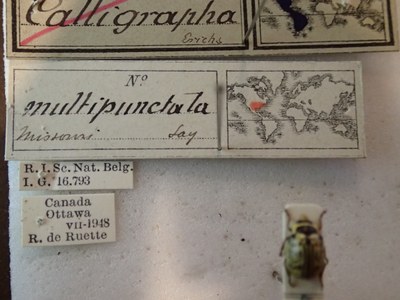 BE-RBINS-ENT Calligrapha_190 Calligrapha multipunctata Label.jpg BE-RBINS-ENT Calligrapha_190 Calligrapha multipunctata Label.jpg