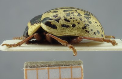 BE-RBINS-ENT Calligrapha_190 Calligrapha multipunctata Lateral.jpg BE-RBINS-ENT Calligrapha_190 Calligrapha multipunctata Lateral.jpg