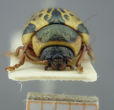 BE-RBINS-ENT Calligrapha_191 Calligrapha multipunctata Frontal.jpg