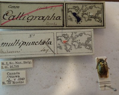 BE-RBINS-ENT Calligrapha_191 Calligrapha multipunctata Label.jpg BE-RBINS-ENT Calligrapha_191 Calligrapha multipunctata Label.jpg