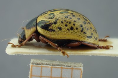 BE-RBINS-ENT Calligrapha_191 Calligrapha multipunctata Lateral.jpg BE-RBINS-ENT Calligrapha_191 Calligrapha multipunctata Lateral.jpg