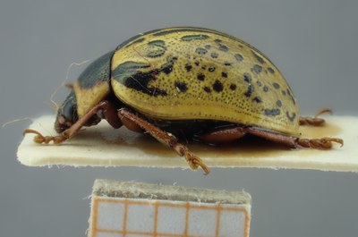 BE-RBINS-ENT Calligrapha_191 Calligrapha multipunctata Lateral.jpg