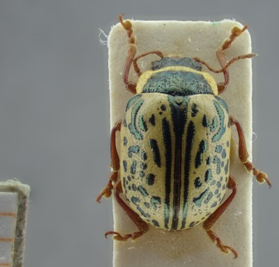 BE-RBINS-ENT Calligrapha_192 Calligrapha multipunctata Dorsal.jpg