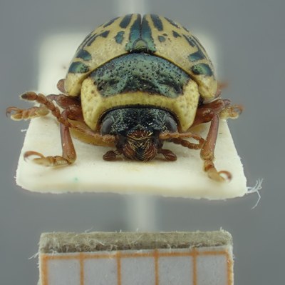 BE-RBINS-ENT Calligrapha_192 Calligrapha multipunctata Frontal.jpg BE-RBINS-ENT Calligrapha_192 Calligrapha multipunctata Frontal.jpg