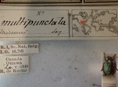 BE-RBINS-ENT Calligrapha_192 Calligrapha multipunctata Label.jpg BE-RBINS-ENT Calligrapha_192 Calligrapha multipunctata Label.jpg
