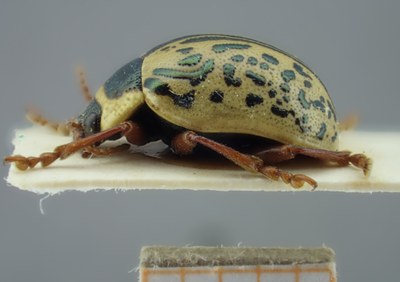 BE-RBINS-ENT Calligrapha_192 Calligrapha multipunctata Lateral.jpg BE-RBINS-ENT Calligrapha_192 Calligrapha multipunctata Lateral.jpg