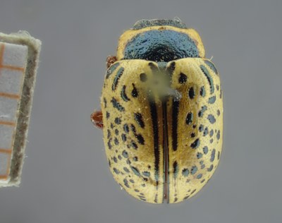 BE-RBINS-ENT Calligrapha_193 Calligrapha multipunctata Dorsal.jpg BE-RBINS-ENT Calligrapha_193 Calligrapha multipunctata Dorsal.jpg