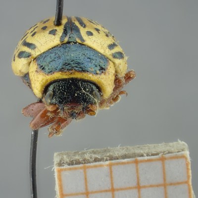 BE-RBINS-ENT Calligrapha_193 Calligrapha multipunctata Frontal.jpg BE-RBINS-ENT Calligrapha_193 Calligrapha multipunctata Frontal.jpg