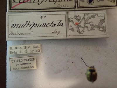 BE-RBINS-ENT Calligrapha_193 Calligrapha multipunctata Label.jpg