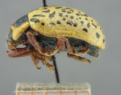 BE-RBINS-ENT Calligrapha_193 Calligrapha multipunctata Lateral.jpg BE-RBINS-ENT Calligrapha_193 Calligrapha multipunctata Lateral.jpg