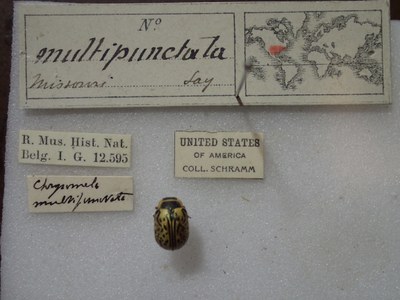 BE-RBINS-ENT Calligrapha_194 Calligrapha multipunctata Label.jpg BE-RBINS-ENT Calligrapha_194 Calligrapha multipunctata Label.jpg