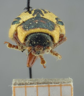 BE-RBINS-ENT Calligrapha_194 Calligrapha multipunctata Frontal.jpg BE-RBINS-ENT Calligrapha_194 Calligrapha multipunctata Frontal.jpg