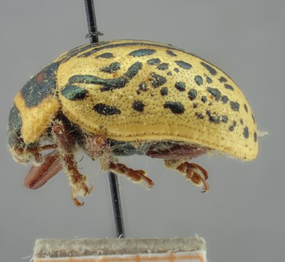 BE-RBINS-ENT Calligrapha_194 Calligrapha multipunctata Lateral.jpg BE-RBINS-ENT Calligrapha_194 Calligrapha multipunctata Lateral.jpg