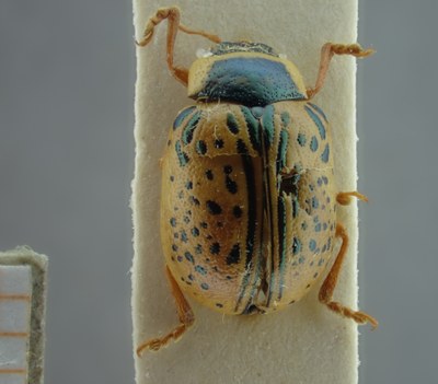 BE-RBINS-ENT Calligrapha_195 Calligrapha multipunctata Dorsal.jpg BE-RBINS-ENT Calligrapha_195 Calligrapha multipunctata Dorsal.jpg