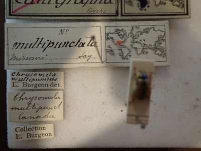BE-RBINS-ENT Calligrapha_195 Calligrapha multipunctata Label.jpg BE-RBINS-ENT Calligrapha_195 Calligrapha multipunctata Label.jpg