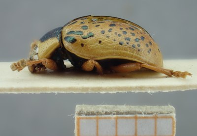 BE-RBINS-ENT Calligrapha_195 Calligrapha multipunctata Lateral.jpg BE-RBINS-ENT Calligrapha_195 Calligrapha multipunctata Lateral.jpg