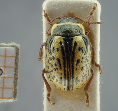 BE-RBINS-ENT Calligrapha_196 Calligrapha multipunctata Dorsal.jpg