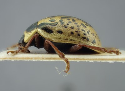 BE-RBINS-ENT Calligrapha_196 Calligrapha multipunctata Lateral.jpg BE-RBINS-ENT Calligrapha_196 Calligrapha multipunctata Lateral.jpg