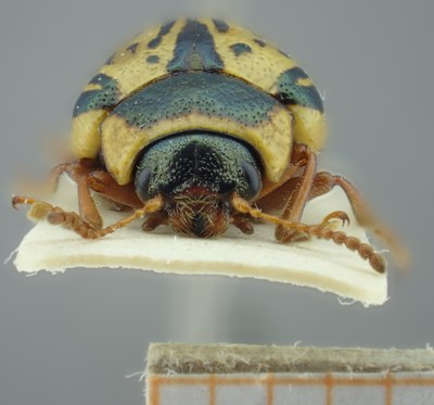 BE-RBINS-ENT Calligrapha_197 Calligrapha multipunctata Frontal.jpg