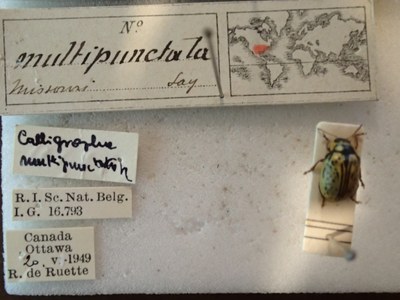 BE-RBINS-ENT Calligrapha_197 Calligrapha multipunctata Label.jpg BE-RBINS-ENT Calligrapha_197 Calligrapha multipunctata Label.jpg