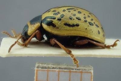 BE-RBINS-ENT Calligrapha_197 Calligrapha multipunctata Lateral.jpg BE-RBINS-ENT Calligrapha_197 Calligrapha multipunctata Lateral.jpg