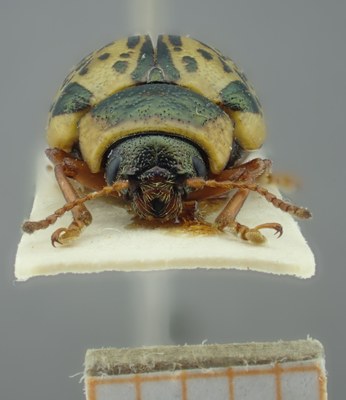 BE-RBINS-ENT Calligrapha_198 Calligrapha multipunctata Frontal.jpg BE-RBINS-ENT Calligrapha_198 Calligrapha multipunctata Frontal.jpg