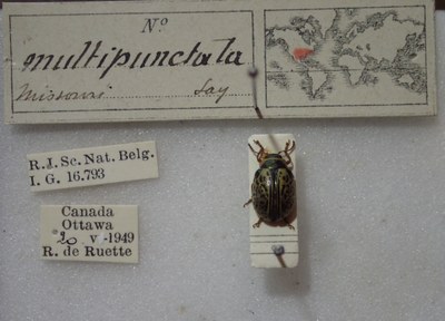 BE-RBINS-ENT Calligrapha_198 Calligrapha multipunctata Label.jpg BE-RBINS-ENT Calligrapha_198 Calligrapha multipunctata Label.jpg