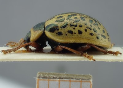 BE-RBINS-ENT Calligrapha_198 Calligrapha multipunctata Lateral.jpg BE-RBINS-ENT Calligrapha_198 Calligrapha multipunctata Lateral.jpg