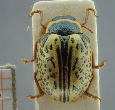 BE-RBINS-ENT Calligrapha_199 Calligrapha multipunctata Dorsal.jpg BE-RBINS-ENT Calligrapha_199 Calligrapha multipunctata Dorsal.jpg