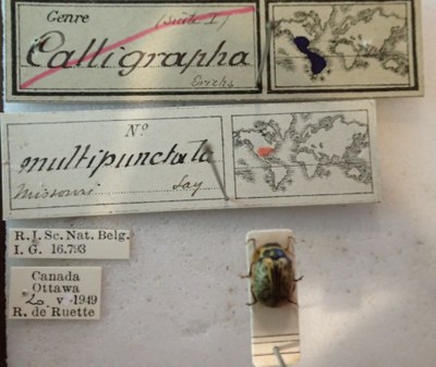 BE-RBINS-ENT Calligrapha_199 Calligrapha multipunctata Label.jpg BE-RBINS-ENT Calligrapha_199 Calligrapha multipunctata Label.jpg