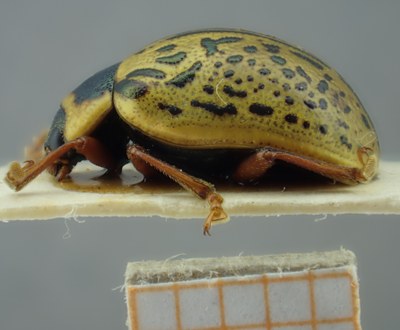 BE-RBINS-ENT Calligrapha_199 Calligrapha multipunctata Lateral.jpg BE-RBINS-ENT Calligrapha_199 Calligrapha multipunctata Lateral.jpg