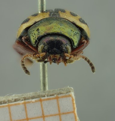 BE-RBINS-ENT Calligrapha_223 Calligrapha nupta Frontal.jpg BE-RBINS-ENT Calligrapha_223 Calligrapha nupta Frontal.jpg