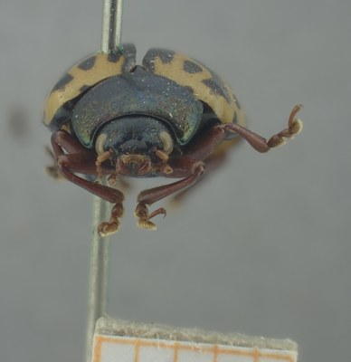 BE-RBINS-ENT Calligrapha_237 Calligrapha nupta Frontal.jpg BE-RBINS-ENT Calligrapha_237 Calligrapha nupta Frontal.jpg