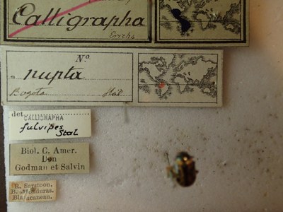 BE-RBINS-ENT Calligrapha_241 Calligrapha nupta Label.jpg