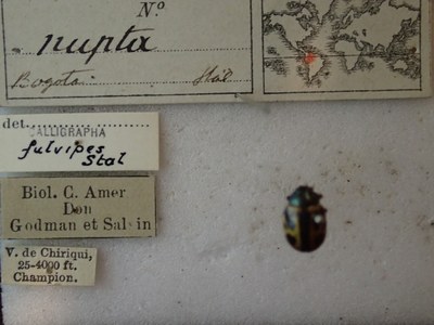 BE-RBINS-ENT Calligrapha_242 Calligrapha nupta Label.jpg BE-RBINS-ENT Calligrapha_242 Calligrapha nupta Label.jpg