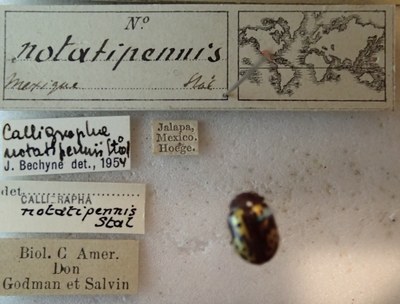 BE-RBINS-ENT Calligrapha_249 Calligrapha notatipennis Label.jpg