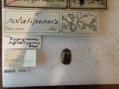 BE-RBINS-ENT Calligrapha_251 Calligrapha notatipennis Label.jpg