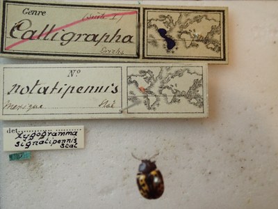 BE-RBINS-ENT Calligrapha_253 Calligrapha notatipennis Label.jpg